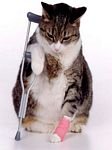 pic for cripple cat